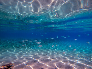 Shoal of Sargos or White Seabream swimming at the coral reef in the Red Sea, Egypt..