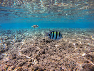 Scissortail Sergeant (Abudefduf sexfasciatus) at the Red Sea coral reef..