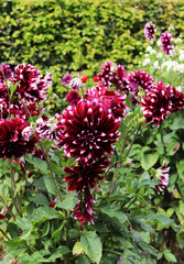 Obraz premium dahlias in the city garden