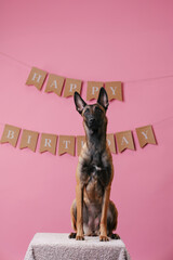 Malinois dog celebrates birthday