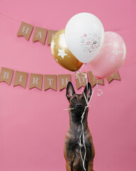 Malinois dog celebrates birthday with balloons