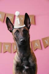 Malinois dog celebrates birthday