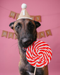 Malinois dog eats a lollipop in a cap