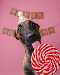 Malinois dog eats a lollipop in a cap