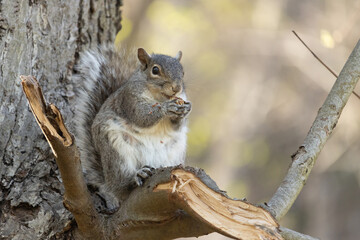 a gray squirrel sitting in a tree eating an acorn with the crumbs falling on his fur and tummy, looking at the camera and so cute