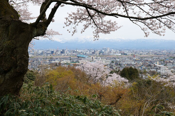 満開の桜春霞の北アルプス薬師岳と神通大橋