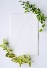 Frame of green leaves around a white envelope on a white background. Place for text, background, copy