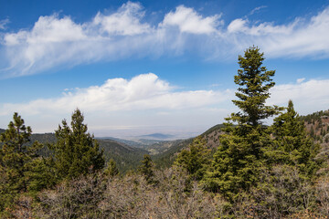 pine forest in the mountains