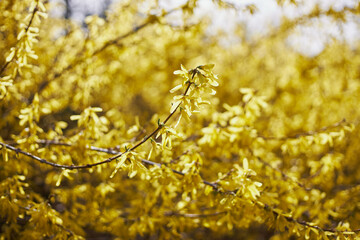Yellow flowers of forsythia, yellow bush blossom in spring