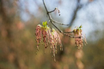 Boxelder maple flowers in the early spring, Acer negundo blossom, pink flower of maple