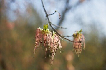 Boxelder maple flowers in the early spring, Acer negundo blossom, pink flower of maple