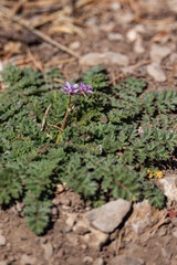 Small purple flowers