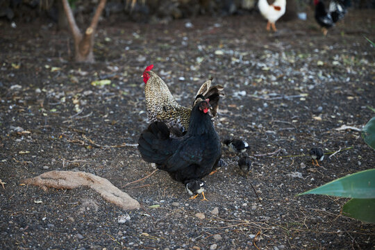 Amrock chicken with family on the farm, free birds