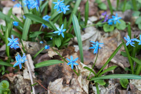 Blue flowers of scilla forbesii, flowers of glory of the snow growing through the old leaves in the forest