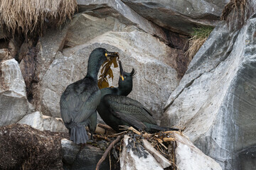 Bird (European shag, cormorant, Phalacrocorax aristotelis), male, offering seaweed to its partner -...