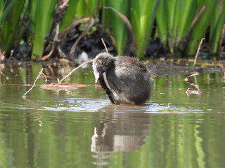 Coot in shallow water against the background of green plants