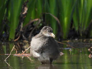 Coot in shallow water against the background of green plants