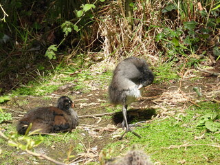 Young coot resting on the shore