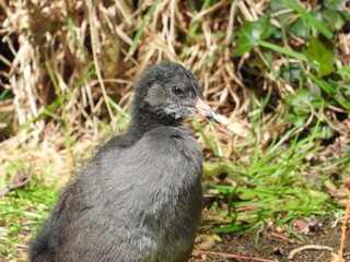 Young coot resting on the shore