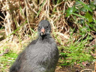 Young coot resting on the shore