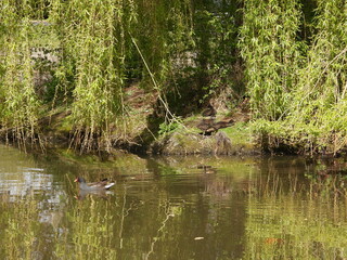 View of the pond with a tree and coot