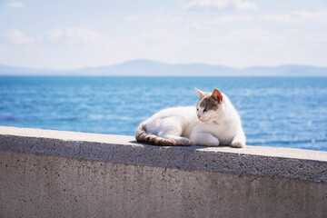 Cute white cat is laying on concrete wall on the beach by sea,. Vacation, summer concept