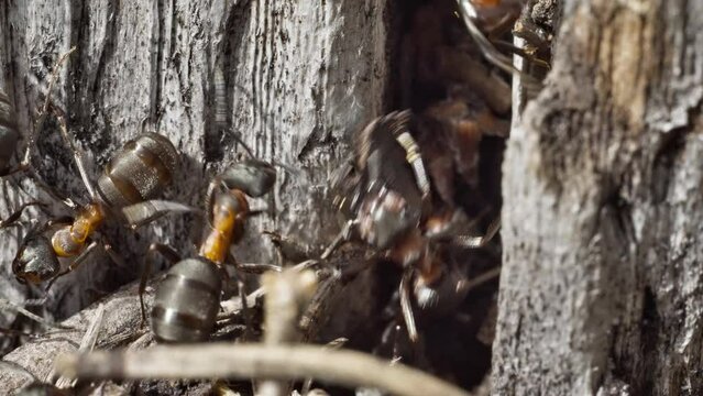 Formica rufa ants cleaning a hole in a stump, macro shot
