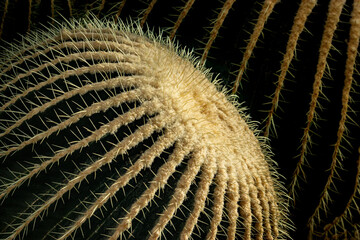 Green cactus closeup macro with white spikes, dramatic, spiky, fierce, dangerous, ouch, drought-resistant, dry, tough, prickly, sunlit, scary, defended
