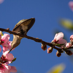 Hummingbird, Anna's, perched on branch, leaning forward into a cherry blossom flower, underside visible, closeup, detailed, blue sky, captivating, enchanting, whimsical