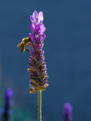 Honey Bee on Sunlit Purple French Lavender Flower, macro, closeup, detailed, pretty, lavandula dentata, vibrant, spring