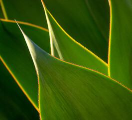 Abstract of pointy green succulent leaves with yellow serrated edges, backlit, pattern, drought-tolerant, garden