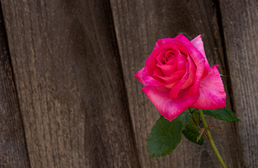 Pink Single Rose against Gray Wooden Fence, radiant, nostalgic, closeup, vintage, rustic, classic, romantic