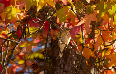 Fall Leaves Surrounding Beautiful Bird, Closeup, Perched in a Sweetgum Tree in California, Setophaga coronata, Yellow-Rumped Warbler, yellow, gray, black