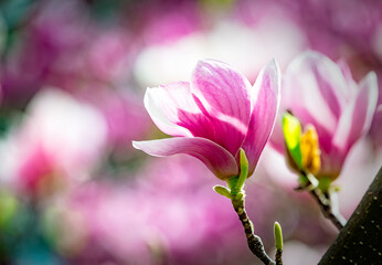 Magnolia soulangeana or saucer magnolia white pink blossom tree flower close up selective focus in...