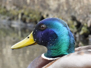 Duck head in water drops very close up
