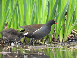 Coots in shallow water against the background of green plants