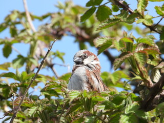A white-brown small bird on a bush