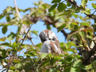 A white-brown small bird on a bush