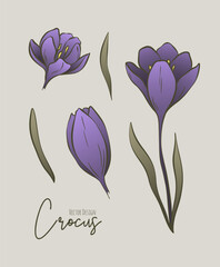 Botanical colored set of line illustration of crocus flowers for wedding invitation and cards, logo design, web, social media and poster, template, advertisement, beauty and cosmetic industry
