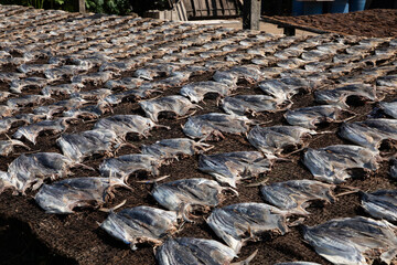 Tuna drying process on the coast of Sri Lanka