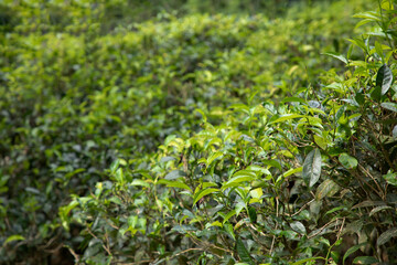 high mountain tea plantation in Sri Lanka