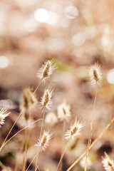Dry grass close-up, autumn background