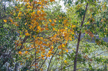 Autumn beautiful natural colors background