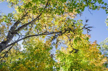 Autumn beautiful natural colors background