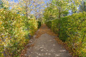 Obraz premium Autumn beautiful natural colors background