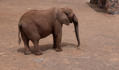 A baby elephant is standing in the dirt. The elephant is looking to the right