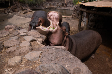 A group of hippos are eating grass in a zoo enclosure. One of the hippos has its mouth open wide, revealing its teeth