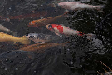 A group of fish swimming in a pond. The fish are of different colors and sizes. The water is murky and the fish are scattered throughout the pond