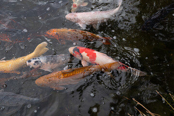 A group of fish swimming in a pond. The fish are of different colors and sizes. The water is murky...