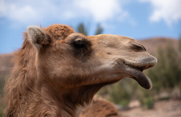 A camel is looking at the camera with its mouth open. The image has a calm and peaceful mood, as the camel appears to be relaxed and content